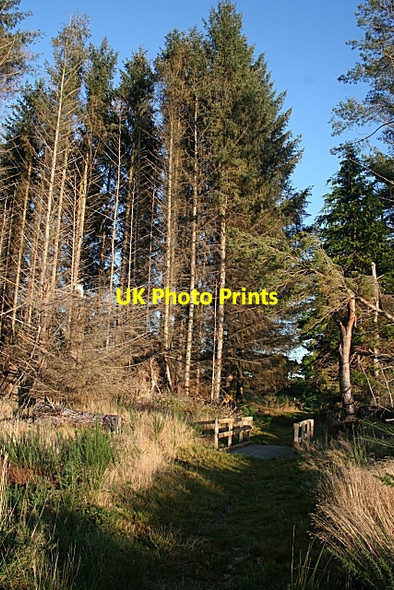 Photo 6"x4" Stynie Wood Muir of Lochs c2009
