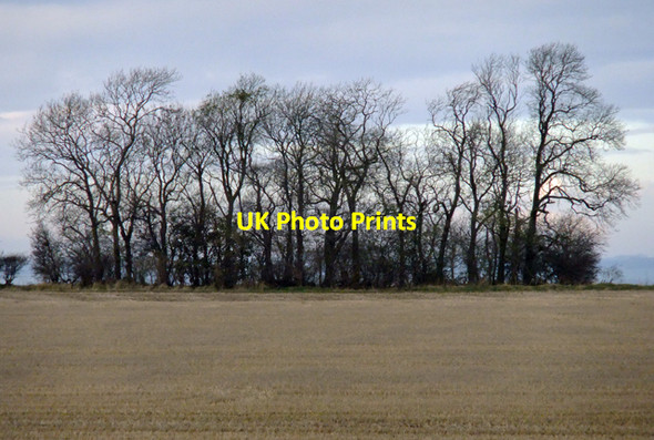 Photo 6"x4" Copse near North Wold Farm Horkstow Wolds c2009