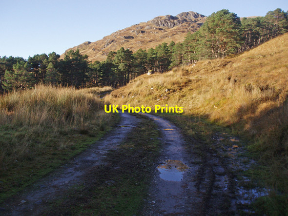 Photo 6"x4" Track through a clearing Torran Ruadh c2009