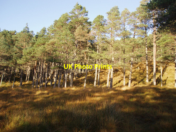 Photo 6"x4" Plantation north of Loch Fannich Torran Ruadh c2009