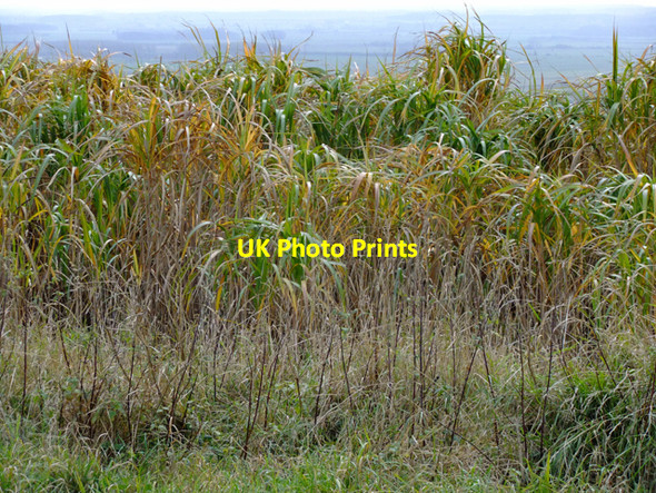 Photo 6"x4" Miscanthus Grass near Bonby Bonby c2009