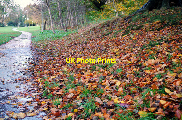 Photo 6"x4" Leaves and path, Castle Park Bangor\/J5081 c2009
