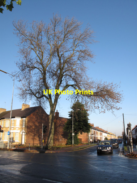 Photo 6"x4" The Ash and the Holly in Cranbrook Avenue Kingston upon Hull c2009