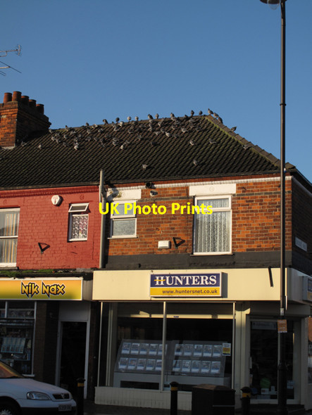 Photo 6"x4" Pigeons sunbathing on a roof Kingston upon Hull c2009