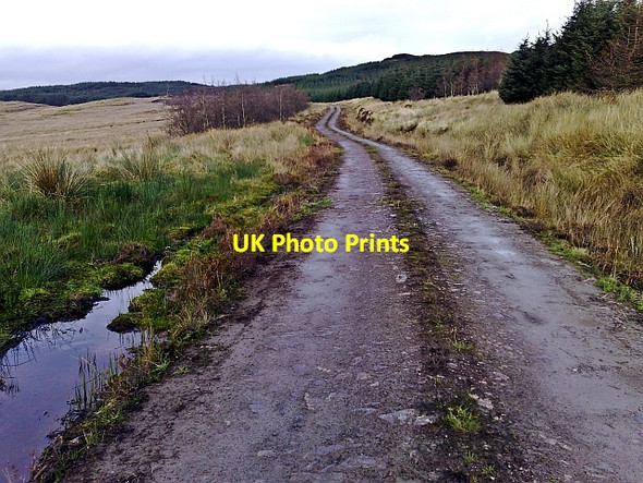 Photo 6"x4" Forestry Track Whitehouse\/NR8161 c2009