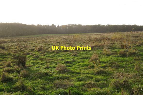 Photo 6"x4" Larch Covert south of Goodrest Farm Guy's Cliffe c2009