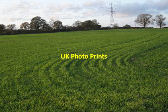 Photo 6"x4" Young grass west of Goodrest Farm Guy's Cliffe c2009