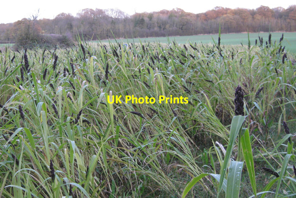 Photo 6"x4" Mystery crop east of Deer Park Wood Waste Green c2009