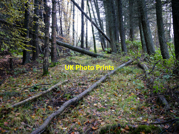 Photo 6"x4" Woodburn Forest Greenisland c2009 P1