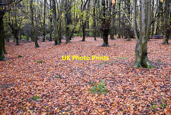 Photo 6"x4" Woodburn Forest Greenisland c2009 P2