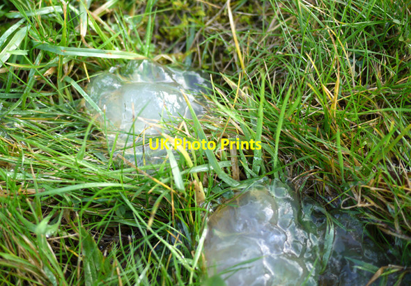 Photo 6"x4" Mystery jelly, Woodburn Greenisland c2009