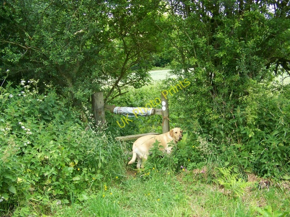 Photo 6"x4" Stile into Wiltshire Copse Ashmore\/ST9117 c2009