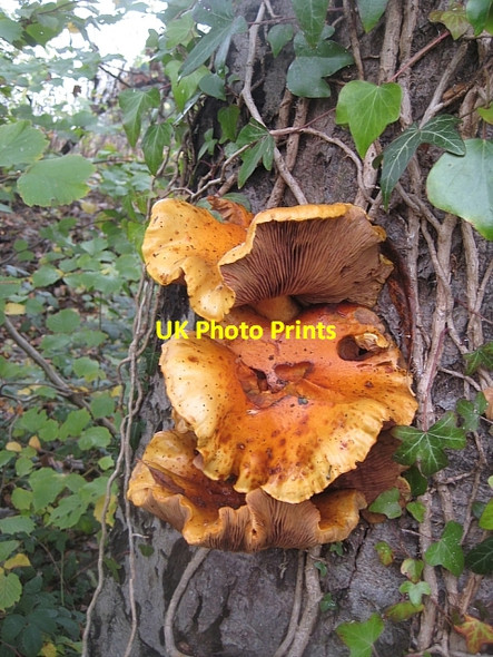Photo 6"x4" Unidentified fungus (1) Stanley\/SE3424 c2009