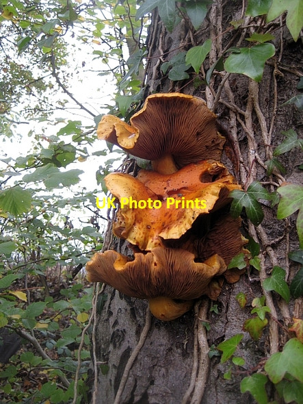 Photo 6"x4" Unidentified fungus (2) Stanley\/SE3424 c2009