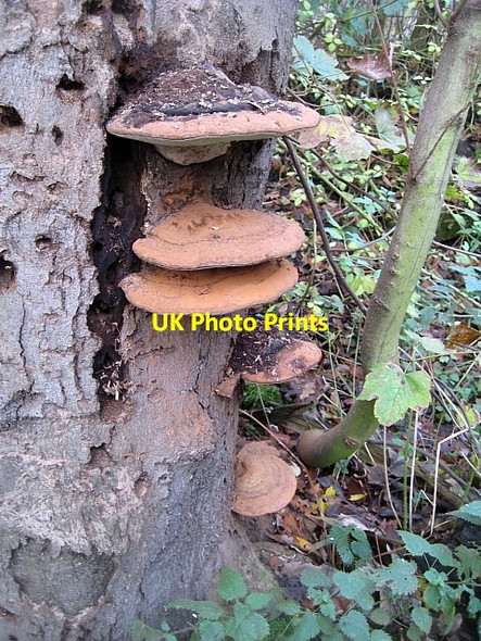 Photo 6"x4" Ganoderma, (Artist's fungus) (1) Stanley\/SE3424 c2009