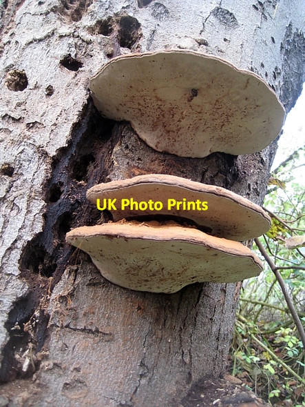 Photo 6"x4" Ganoderma, (Artist's fungus) (2) Stanley\/SE3424 c2009