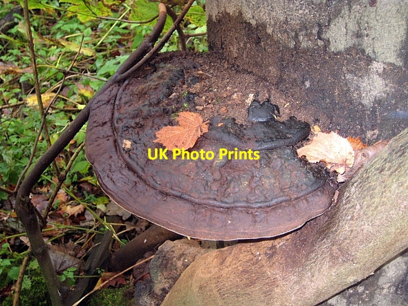 Photo 6"x4" Ganoderma, (Artist's fungus) (3) Stanley\/SE3424 c2009