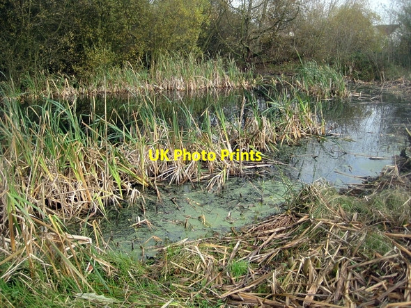 Photo 6"x4" Small pond, Nature Reserve Stanley\/SE3424 c2009