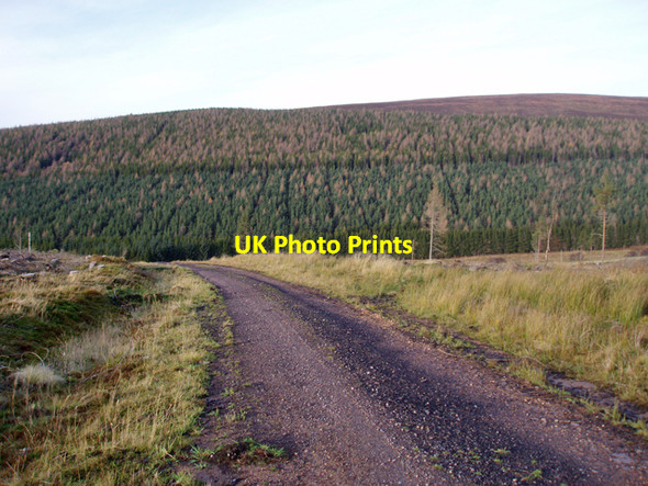 Photo 6"x4" Plantation west of Allt Dregnie Tomnavoulin c2009