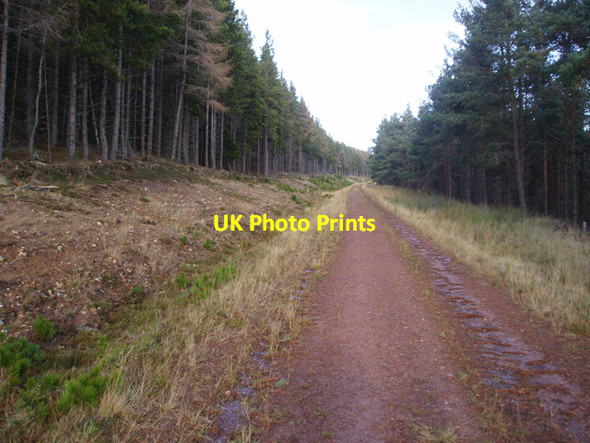 Photo 6"x4" Track up through plantation on Cairn Muldonich Tomnavoulin c2009