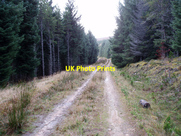 Photo 6"x4" Forest track on Cairn Muldonich Tomnavoulin c2009