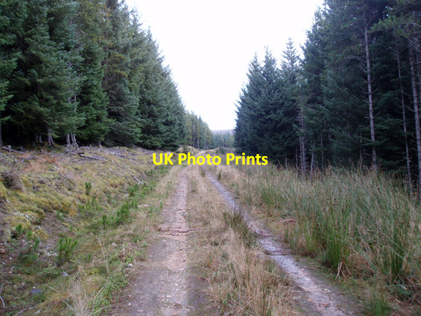 Photo 6"x4" Track up through plantation on Cairn Muldonich Tomnavoulin c2009