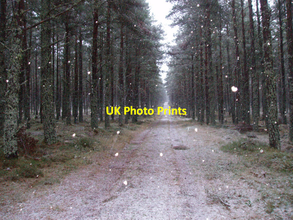 Photo 6"x4" Track through Sliemore Wood Clachaig\/NJ0218 c2009