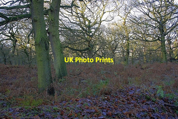 Photo 6"x4" Brusselton Wood Bildershaw c2009