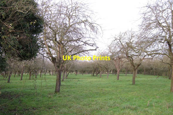 Photo 6"x4" Apple orchard near Riverside Farm Kenn\/ST4169 c2009