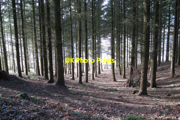 Photo 6"x4" Douglas Fir plantation east of Cofton Cofton c2009