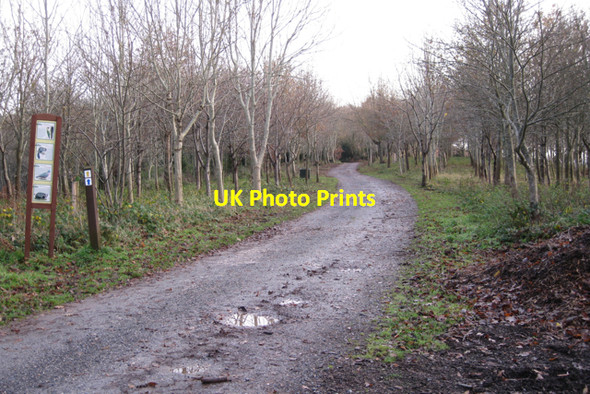 Photo 6"x4" Woodland walk, Eastdon Woods Eastdon c2009