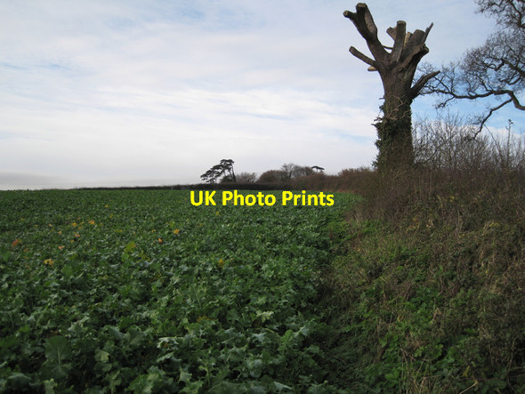 Photo 6"x4" Crop near the summit of Easter Hill Cofton c2009