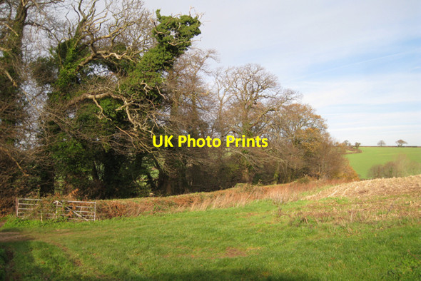 Photo 6"x4" Strip of woodland by a track north-west of Easter Hill Cofton c2009