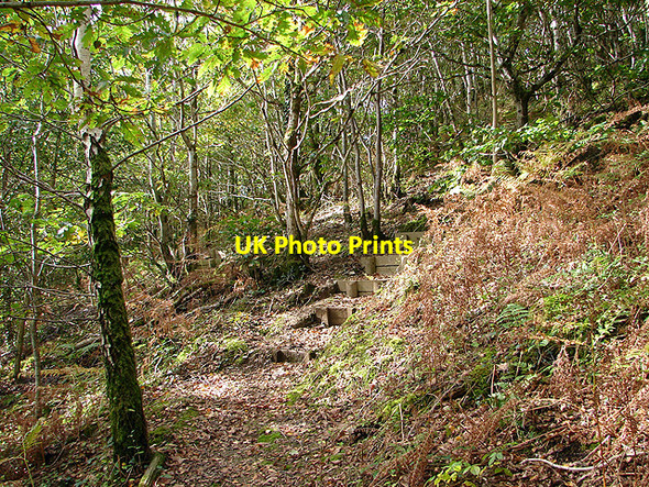 Photo 6"x4" In the woodland at Pant Da Nantyronen Station c2008