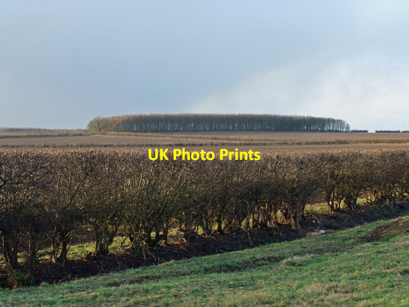 Photo 6"x4" Wood near Dunkirk Farm Wootton\/TA0816 c2009