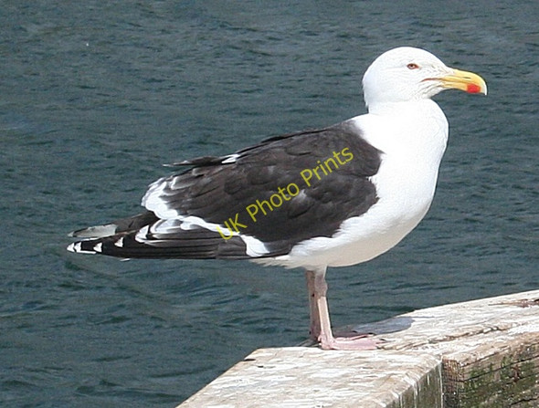 Photo 6"x4" Great Black-Backed Gull (Larus marinus) Stornoway\/Ste\u00f2rnabhagh c2009