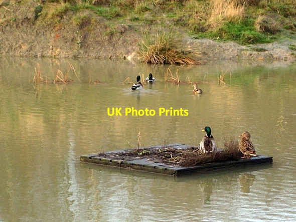 Photo 6"x4" Lofthouse Colliery Nature Park Tour (25) Carr Gate c2009