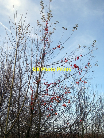 Photo 6"x4" Lofthouse Colliery Nature Park Tour (32) Carr Gate c2009