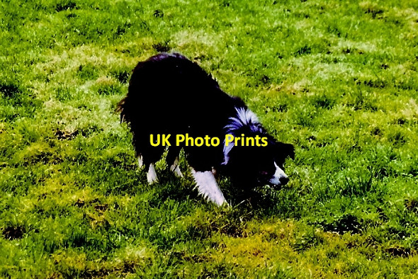 Photo 6"x4" Rathbaun Farm - Sheep dog Buff at work in field Ardrahan c2001