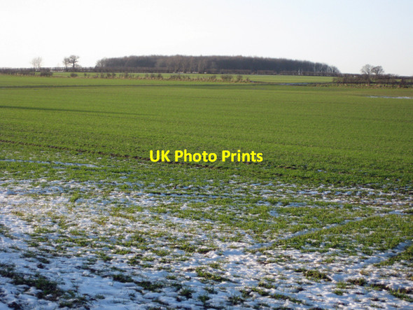 Photo 6"x4" Winter Wheat near Grange Farm Croxton\/TA0912 c2009