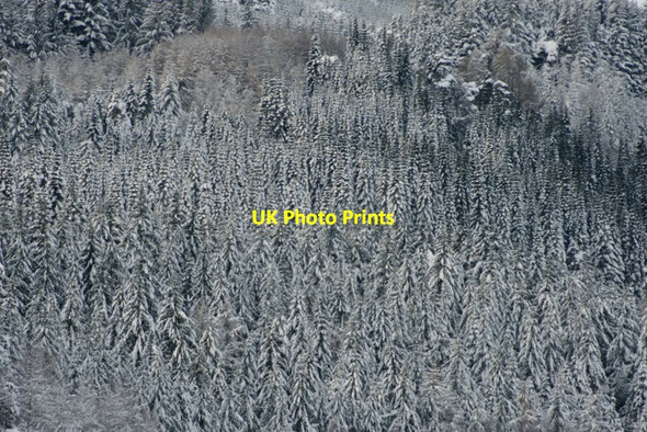 Photo 6"x4" Creagvinean Forest, Dunkeld Inver\/NO0142 c2009