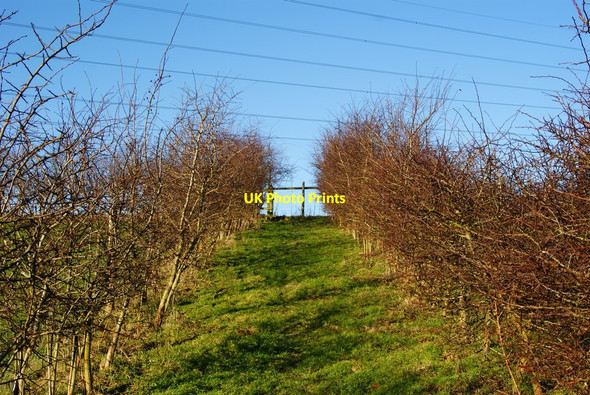 Photo 6"x4" The Path to Upper Froyle, Hampshire Isington c2010