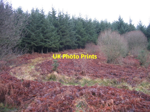 Photo 6"x4" Footpath through Pundershaw Forest Stonehaugh c2009