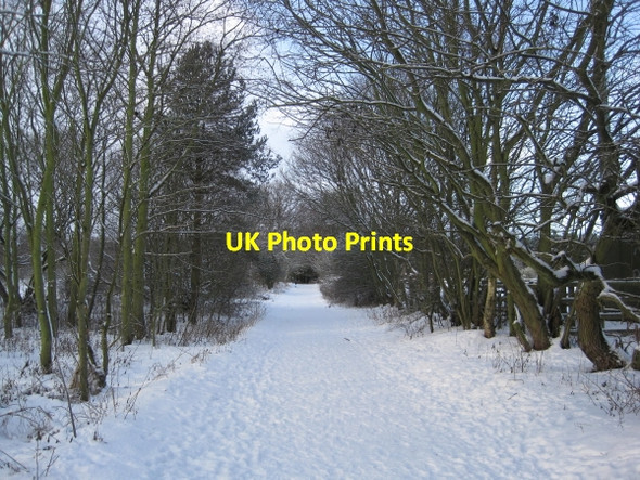 Photo 6"x4" Great North Forest Trail near Beamish Stanley\/NZ1952 c2010