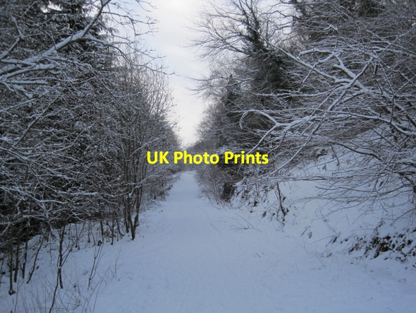 Photo 6"x4" Great North Forest Trail Stanley\/NZ1952 c2010