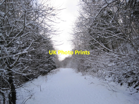 Photo 6"x4" Great North Forest Trail Stanley\/NZ1952 c2010 P1