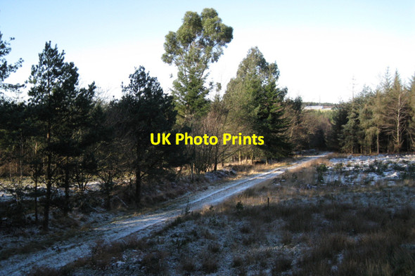 Photo 6"x4" Forestry by A380, Great Haldon turn Harcombe\/SX8881 c2010