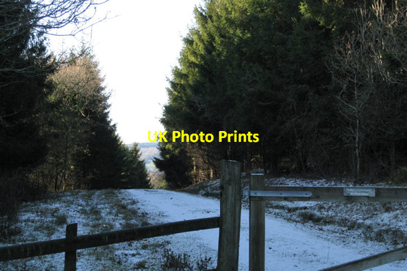 Photo 6"x4" Forestry above Higher Ashton Higher Ashton c2010