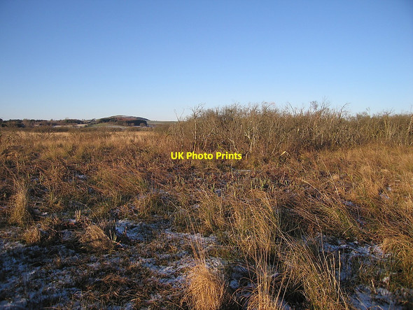 Photo 6"x4" Shrubs in Cors Caron Nature Reserve Swyddffynnon c2010