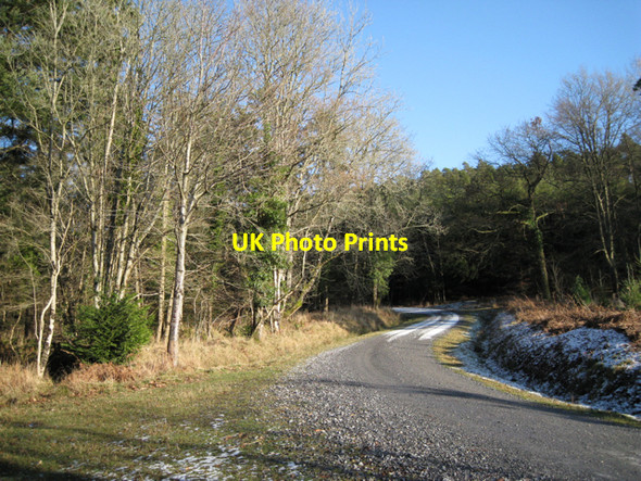 Photo 6"x4" Z-bend on forestry track, Higher Kiddens Underdown\/SX8885 c2010
